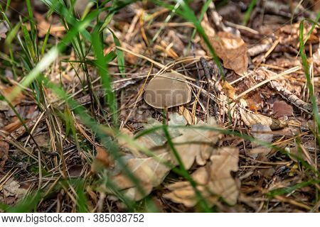 A Small Light Suillus Bovinus Jersey Cow Mushroom Bovine Bolete Close-up Grows In The Grass In Dry C