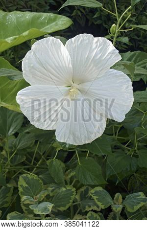 Blue River Ii Hardy Hibiscus (hibiscus Moscheutos 'blue River Ii')