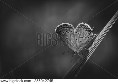 Black And White Of An Eastern-tailed Blue, Shaped Like A Delicate Heart.
