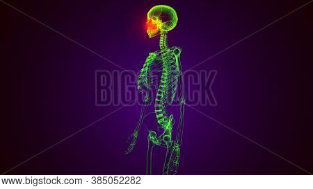 3d Illustration Of Human Skeleton Skull Maxilla Bone Anatomy