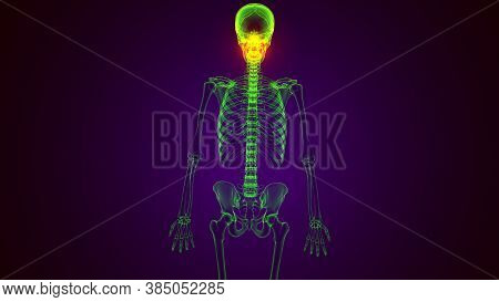 3d Illustration Of Human Skeleton Skull Maxilla Bone Anatomy
