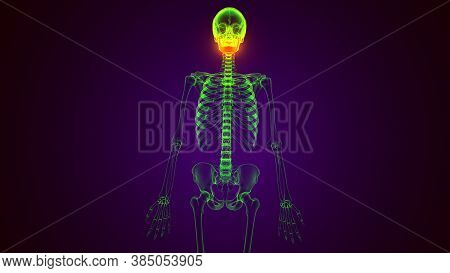 3d Render Of Human Body Maxilla Bone Anatomy