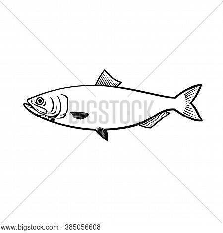 Stencil Illustration Of A Blueback Herring Or Blueback Shad Alosa Aestivalis, An Anadromous Species 