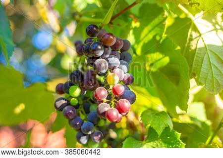 Ripening Bunch Of Isabella Grapes On A Vine. Wine Variety, Harvesting.