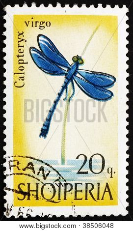 Francobollo Albania 1966 libellula blu, Calopteryx Virgo
