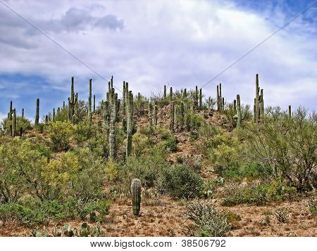 Perigo de deserto