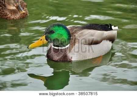 Han-duck svømning