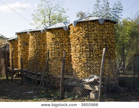 Kukuřici