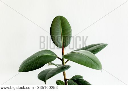 Home Plant Green Leaf Ficus Benjamina, Elastica On A Light Background