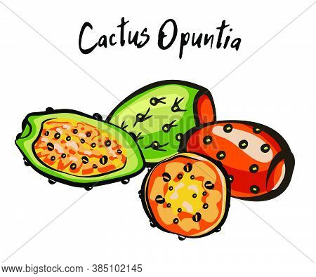 Set Of Banners With Hand Drawn Prickly Pear, Sketch Style Vector Illustration Isolated On White Back