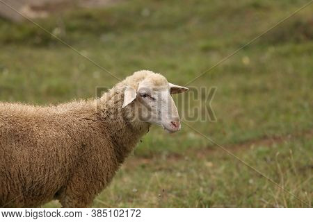A Herd Of White Sheep Grazes On A Fenced Pasture