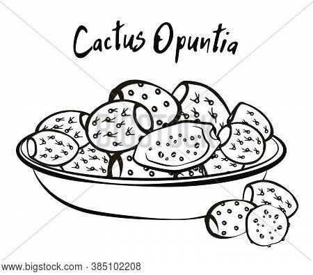 Set Of Banners With Hand Drawn Prickly Pear, Sketch Style Vector Illustration Isolated On White Back