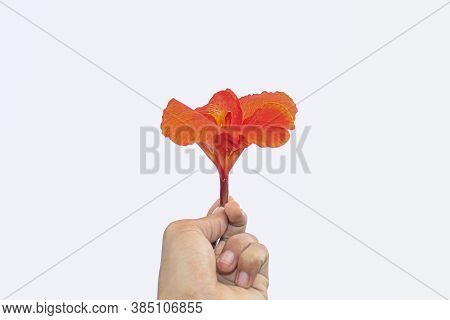 Red Canna Flowers Isolated On White Background