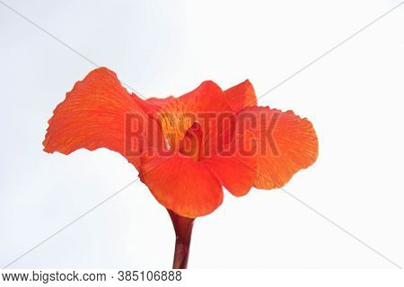 Red Canna Flowers Isolated On White Background