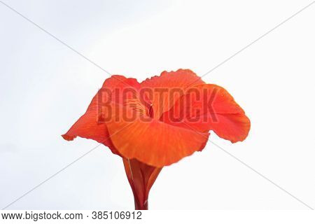 Red Canna Flowers Isolated On White Background