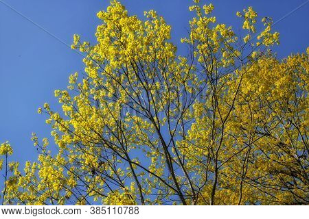 New Leaves Emerging From Trees Within The Spear Farm Estuary Nature Preserve In Yarmouth Maine On A 