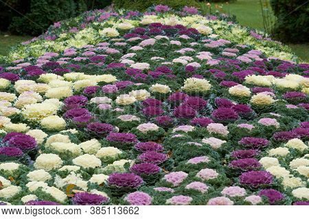 Decorative Composition Of Fresh Decorative Brassica Oleracea, Autumn Bouquet. Multicolored Decorativ