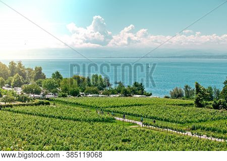 Curtural Landscape With Fruit Plantation Near Hagnau At Lake Constance (germany)