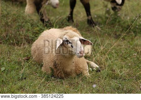 A Herd Of White Sheep Grazes On A Fenced Pasture