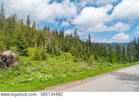 Forest Landscape View In Tatra National Park.