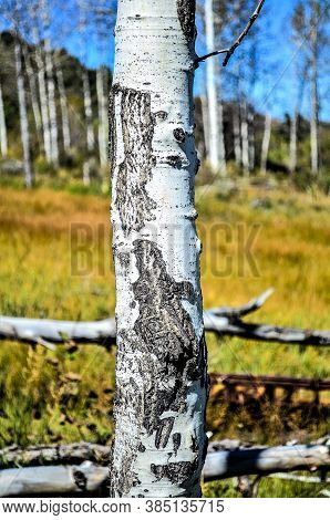 Picture Of An Apen Tree Just Outside Of Park City Utah