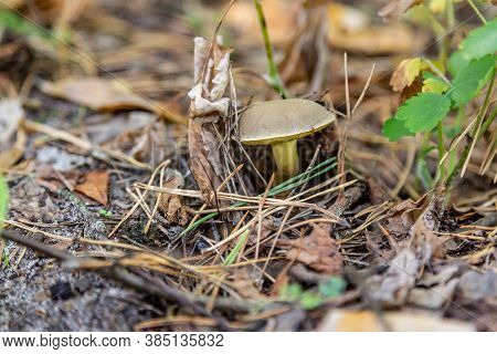 A Small Light Suillus Bovinus Jersey Cow Mushroom Close-up Grows In The Grass In Dry Coniferous Need