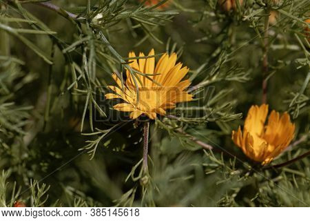 Flower Of The Sunflower Plant Cladanthus Arabicus