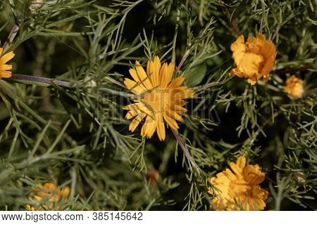 Flower Of The Sunflower Plant Cladanthus Arabicus