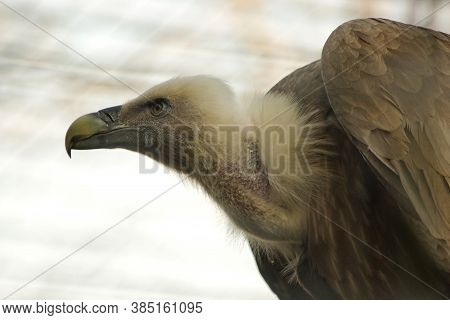 The Griffon Vulture  (gyps Fulvus) In Zoo .