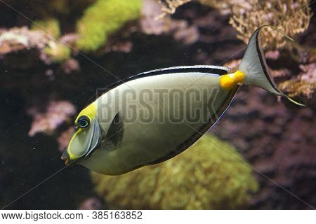 The Naso Tang Fish.(naso Lituratus) In Aquarium.