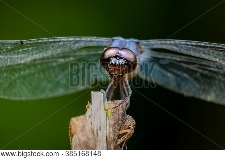 Close Up Of A Male Slaty Skimmer (libellula Incesta).
