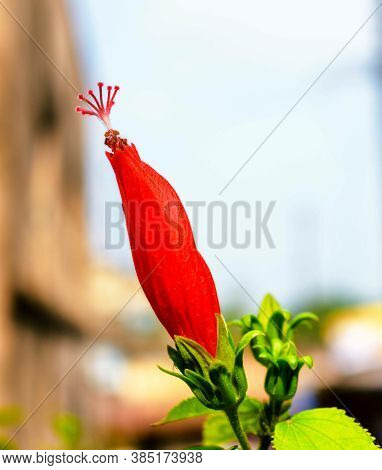 Hibiscus Flower With Leaves And Branches In Flower Garden