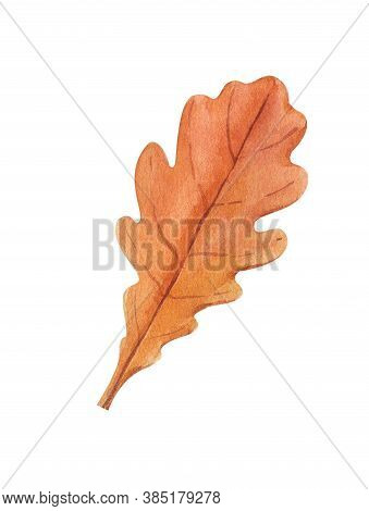 Watercolor Handrawing Oak Leaf And Acorn. Each One Is Separately. Each Leaf Is Separately.