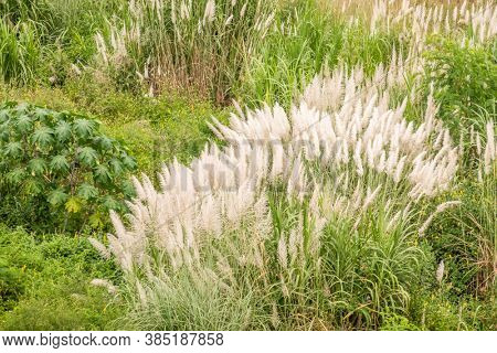 wild sugarcane grass with white flowers and seeds in the field near a river in Nantou, Taiwan