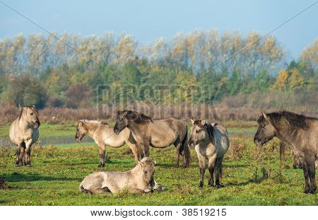 Cavalli konik nella natura in autunno