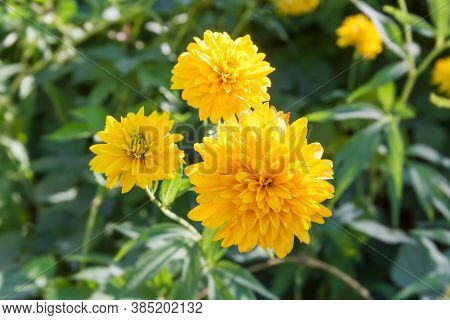 Yellow Flowers Of The Rudbeckia Laciniata Hortensia On A Blurred Background Bush Of This Plant