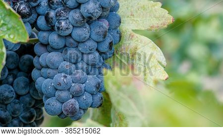 Macro Of Bunch Of Ripe Blue Wine Grapes On A Vine On Green Leaves Background With Copy Space. Grapev