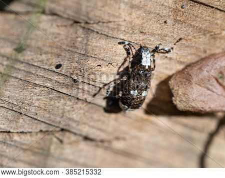 Fungus Weewil Platystomos Albinus Female Beetle, Detail Of Insect On Wooden Background