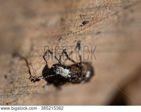 Fungus Weewil Platystomos Albinus Female Beetle, Detail Of Insect On Wooden Background