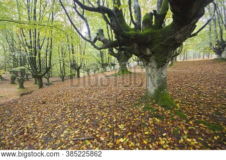 Beech Forest