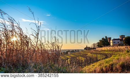 Winter Sunset In The Vineyards Of Collio Friulano
