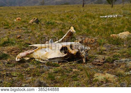 White Bare Light Bones Of A Horse's Skull In Dry Green Grass In Steppe In Warm Sunlight