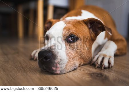 Old Dog Lying On Wooden Floor Indoors, Brown Amstaff Terrier Resting. Canine Background