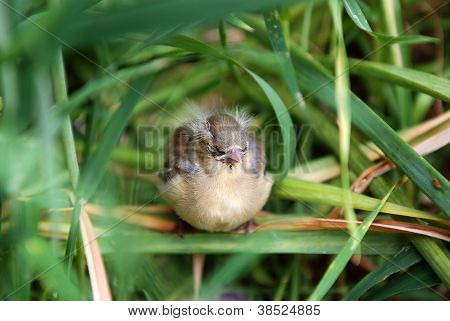 신생 Chaffinch 키가 큰 풀밭에서 혼자
