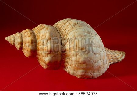 Concha.
