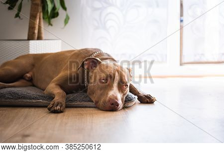 Dog Lying On Wooden Floor Indoors, Brown Amstaff Terrier Resting Next To Garden Doors. Dog Backgroun