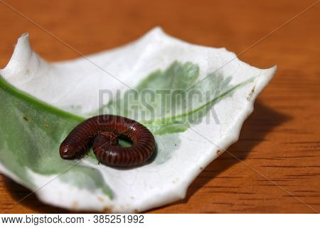 Millipede With White And Green Leaf On The Wooden Floor. It Is A Myriapod Invertebrate With An Elong