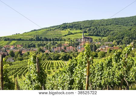 Andlau (Alsazia) - vigneti