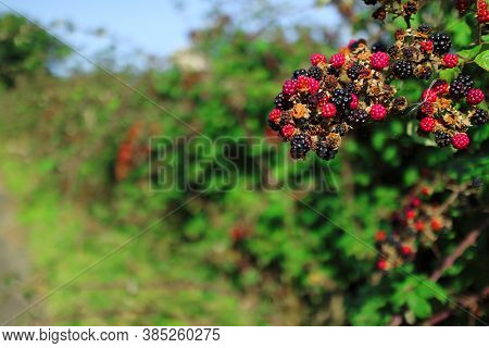 Raspberry On Walking Path In Streatley's Chalk Grasslands