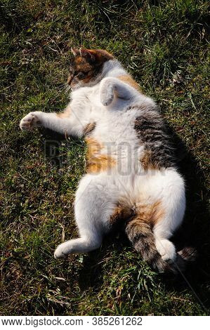 Deserved Rest After Work. The Domestic Cat Is Sprawled On Its Back With Outstretched Limbs Around Th